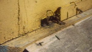 Как выглядит улей пчел