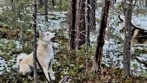 Потомки от Златы и Белкуньи