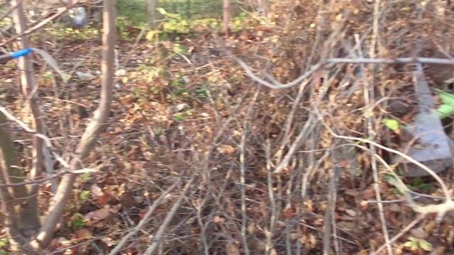 ОСЕННИЕ ЦВЕТЫ НА ДАЧИ