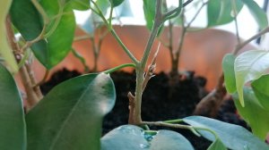 Фокусы с фикусами_входим в зиму_3