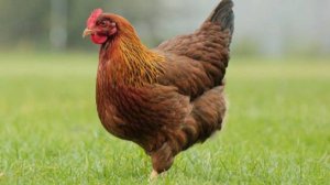 Курочка Ряба