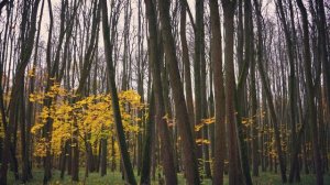 Вот и осень, ноябрь за окном ЛЕОН (Алексей Леонов)