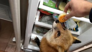 Лиса-Алиса. Свежее угощение из холодильника