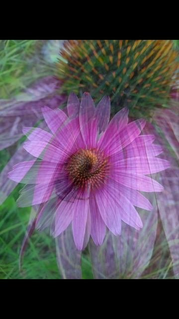 Эхинацея 🌺