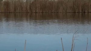 Эта ЯМА КИШИТ КАРАСЁМ!! Попал на ЖОР КАРАСЯ в ОКТЯБРЕ!! Ловля карася ОСЕНЬЮ на ДОННУЮ СНАСТЬ!!