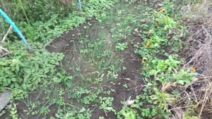 ЛУК МНОГОЯРУСНЫЙ РАСТЁТ ДО ЗАМОРОЗКОВ