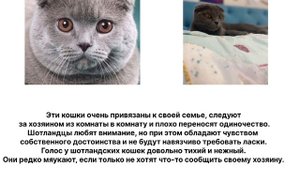 Шотландские вислоухие кошки