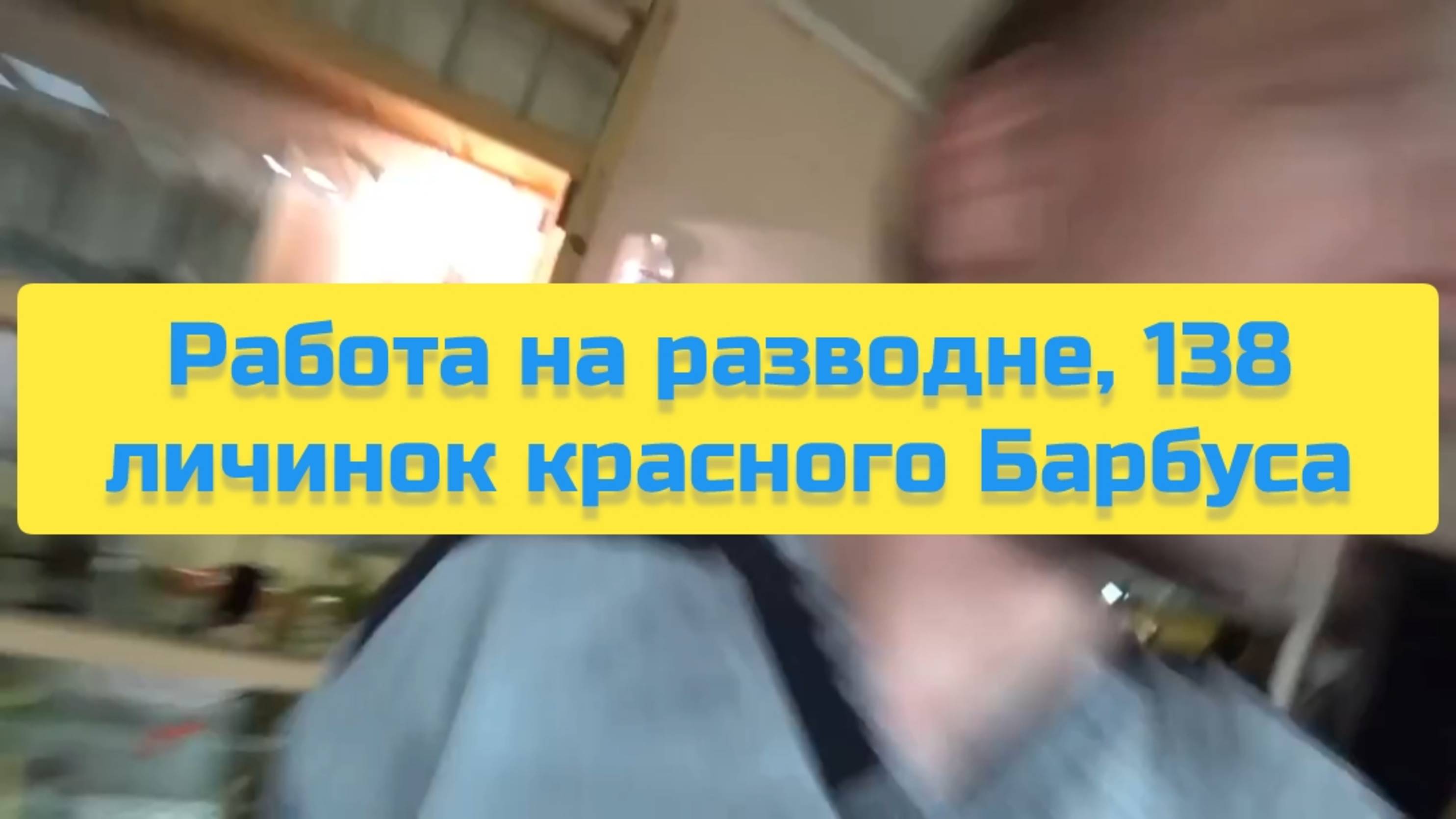 РАБОТА НА РАЗВОДНЕ, 138 ЛИЧИНОК КРАСНОГО БАРБУСА смотреть онлайн
