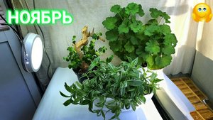 Пеларгония. Традесканция. Пеперомия. На 1 НОЯБРЯ.