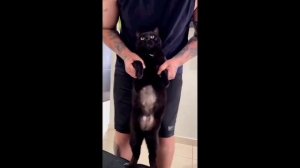 Забавные животные№141