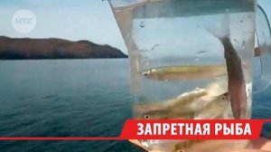 Браконьеры вылавливают байкальского омуля на миллионы рублей