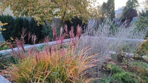 Два любимых злака: мискантус китайский Зебрина и хаконехлое Олл Голд в южном саду 27.10.2025 г.