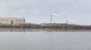 Уточки на Комсомольском озере в Нижневартовске// Западная Сибирь сентябрь