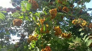 Отдых на природе