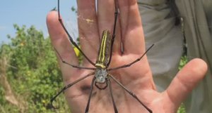 ... Что будет если убить Паука...