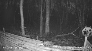 🍂ОКТЯБРЬ в ЛЕСУ онлайн #Relaxing #природа #звуки леса #птицы #погода🍁