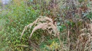 # а осень уступает прова зиме