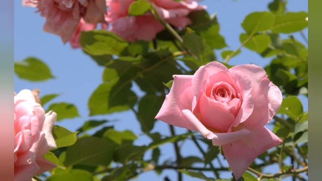 Песня Роза В исполнении группы "САДКО смотреть онлайн