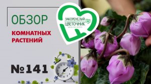 Новинки, редкие сорта. Главный висельник страны, красота и грязь. Обзор комнатных растений. №141