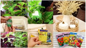 Неприятности с колеусами. Семена цветов к новому сезону. Ревизия в цветочной аптечке.