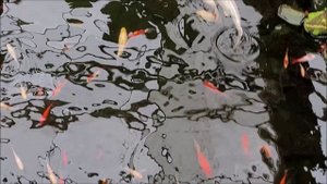 Аквариум это тоже интересно…