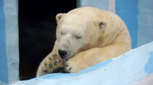 Белый медведь Кай так крепко спал, что уже день, а он не может проснуться!