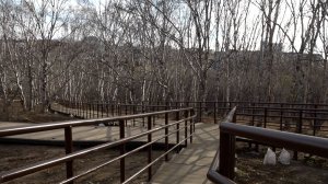 УЖЕ ПРОГУЛЯЛИСЬ ПО ТРОПЕ? | Новости Камчатки | Масс Медиа