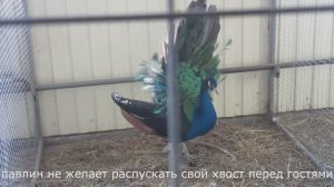 Зелёные павлины, говорящие фазаны и спящие еноты на Елыкаевском страусином ранчо