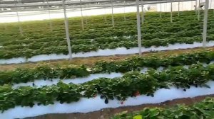 Сорт земляники садовой (клубники) Мурано