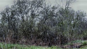 Снег 8 мая 2025 года