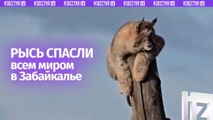 Спасение хвостатой проказницы в Забайкалье: рысь попала «в ловушку» на опоре ЛЭП