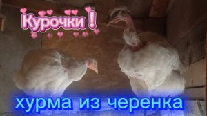 Мои дракозяблы подросли. Молодок буду продавать. Покраска труб для забора.