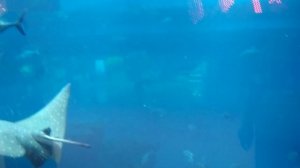 Скат летит как птица!