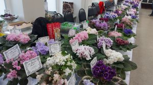 Выставка фиалок в Ярославле ( октябрь)