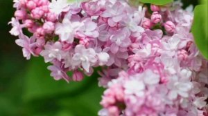 КРАСИВЫЕ КРАСКИ СИРЕНИ