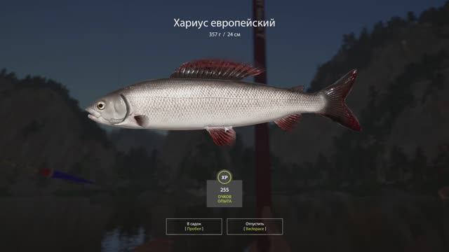 РУССКАЯ РЫБАЛКА 4. РЫБАЛКА ДЛЯ ДУШИ !!! ЛОВИМ ХАРИУСА НА БЕЛОЙ!