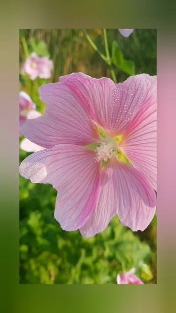 Как часто люди радуются жизни?