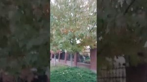 Немецкая деревнялсенью(особнячки)