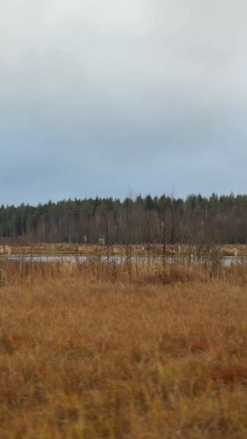 Отличный ДУПЛЕТ! ОХОТА НА БОЛОТЕ.