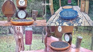 Онлайн кормушка для птиц. 1 ноября 2025 года. г. Калуга