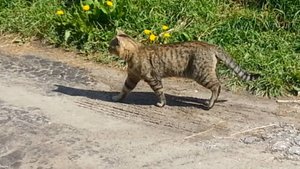 Суровый Василий