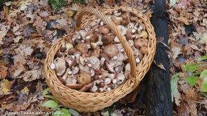 Опёнок осенний толстоногий I грибное ассорти в лесу