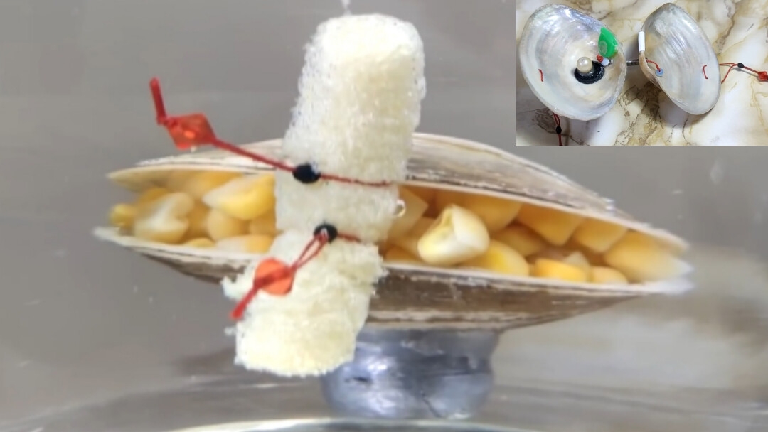 Оригинальная кормушка из ракушки для донной ловли! Как сделать кормушку для рыбалки из ракушки! 🦈🐋