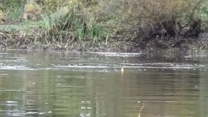 ЩУКА НА ЖИВЦА. ЛОВЛЯ ЩУКИ НА ПОПЛАВОК ОСЕНЬЮ