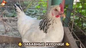 Забавные курочки несушки на сельском подворье 🤗😂😜 (7)