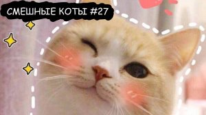 СМЕШНЫЕ КОТИКИ 😹😹😹 2025 l СМЕШНЫЕ ВИДЕО ТОЛЬКО ЛУЧШЕЕ #27
