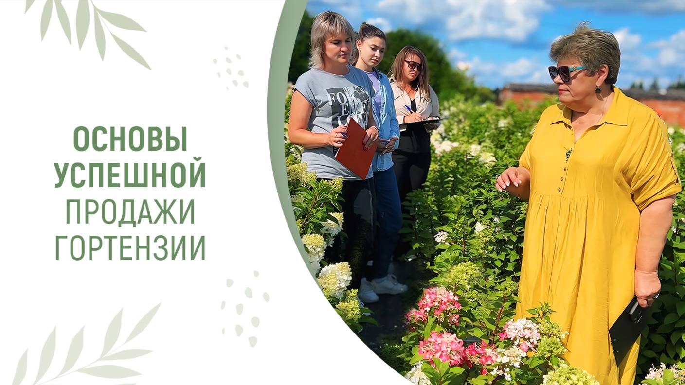 ОСНОВЫ УСПЕШНОЙ ПРОДАЖИ ГОРТЕНЗИИ смотреть онлайн