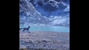 Златорогий тур или бык. СТАРОСЛАВЯНСКИЙ гороскоп