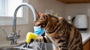 Нейроклип "Кухонная раковина"