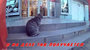 ЕДА ДЛЯ КОТА